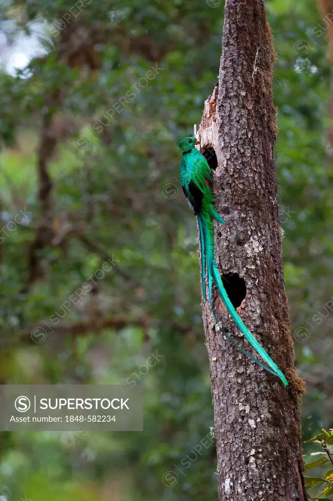 Resplendent Quetzal (Pharomachrus mocinno), male bringing food to nest, Central Highlands, Costa Rica, Central America