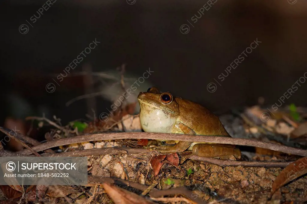 Giant Gladiator Tree Frog (Hypsiboas bosans), Amazon River near Iquitos, Peru, South America