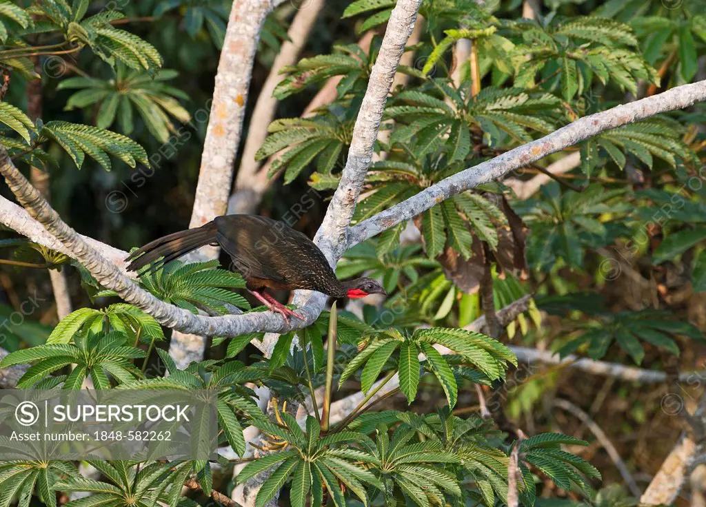 Spix's Guan (Penelope jacquacu), Peruvian Amazon, Peru, South America