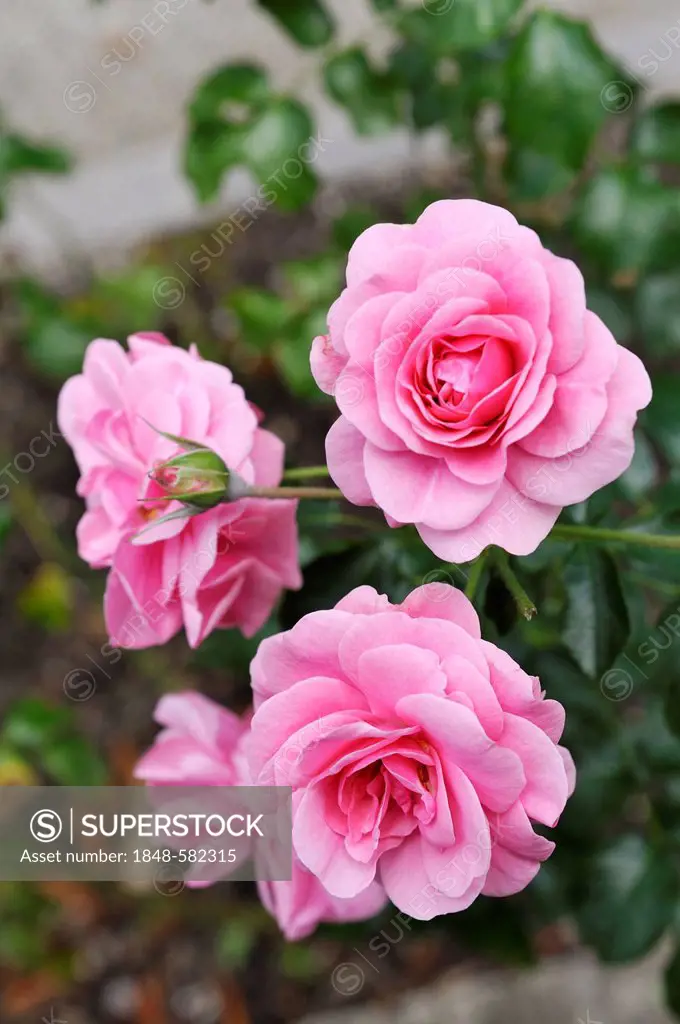 Pink roses (Rosa), Bavaria, Germany, Europe