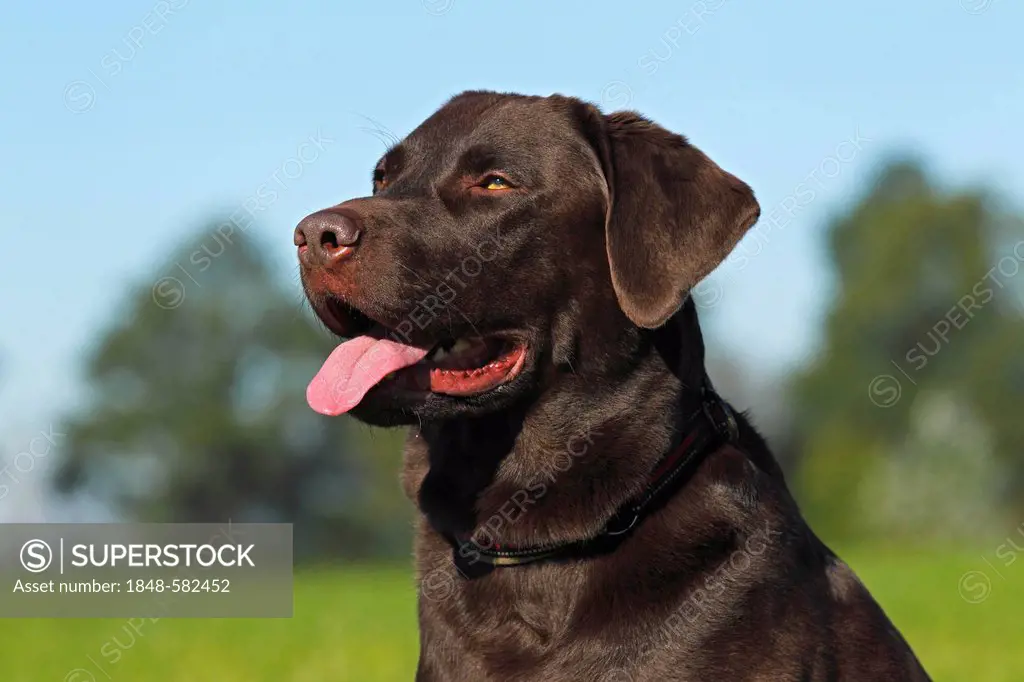 Brown Labrador Retriever (Canis lupus familiaris) male dog, portrait