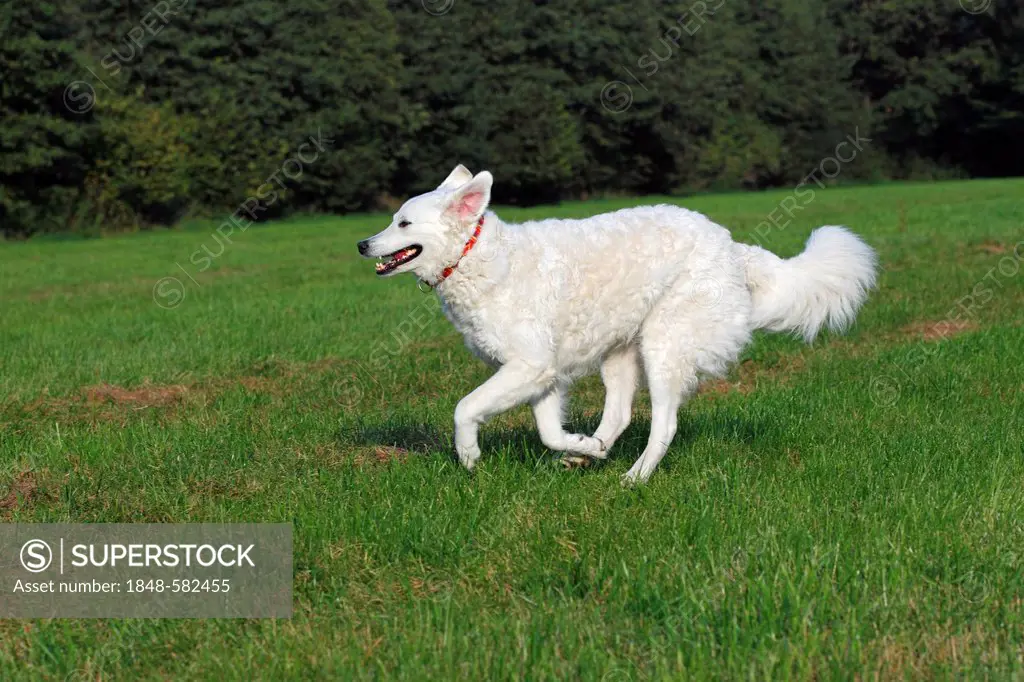 Hungarian Kuvasz (Canis lupus familiaris) running, bitch, guard dog