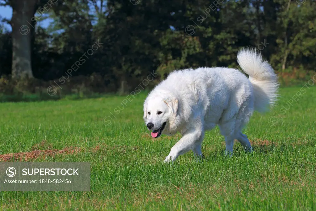 Hungarian Kuvasz (Canis lupus familiaris), male dog running, guard dog