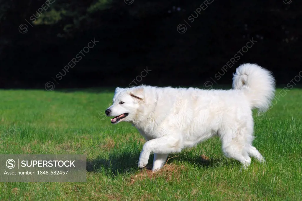 Hungarian Kuvasz (Canis lupus familiaris) male dog running, guard dog