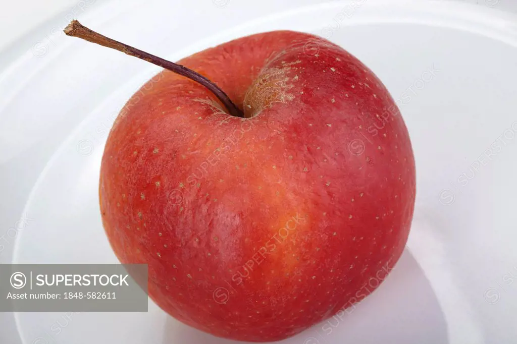 Red Apple (Malus domestica), Boskoop variety on a white plate