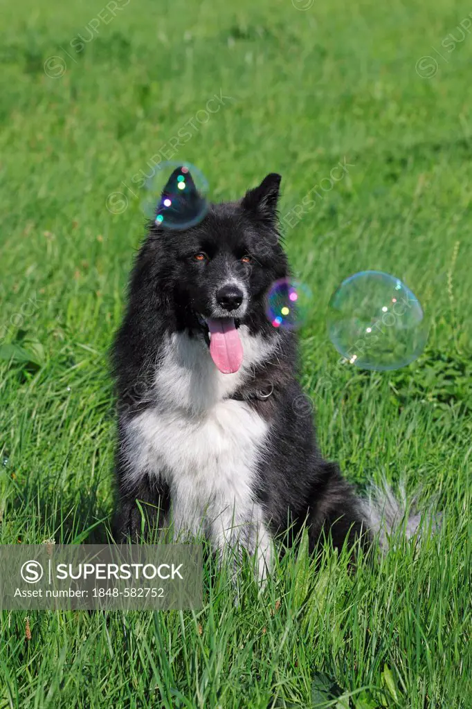 Mongrel (Canis lupus familiaris), observing blow bubbles, male dog