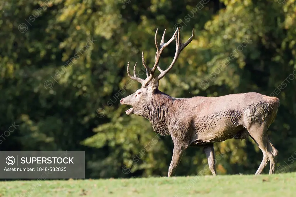 Roaring Red Deer (Cervus elaphus), deer park, Eifel, Rhineland-Palatinate, Germany, Europe