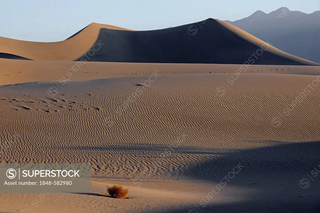 Mesquite Flat Dunes, sand dunes in the morning light, Death Valley National Park, California, USA