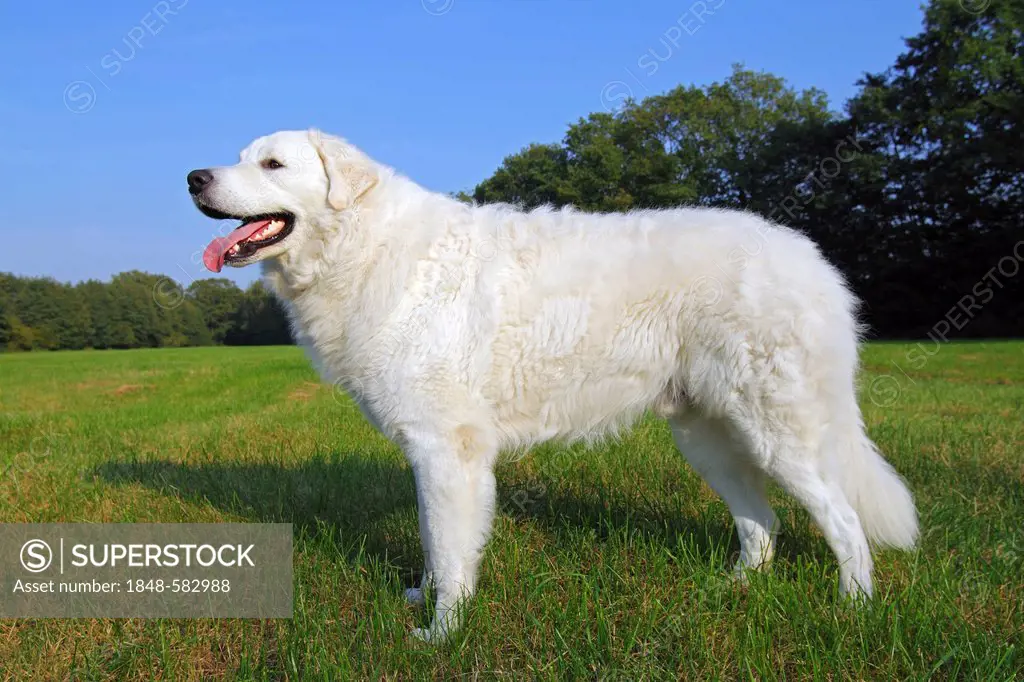 Kuvasz (Canis lupus familiaris), male, livestock guardian dog