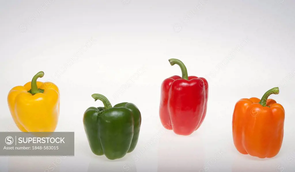 Colorful paprika peppers, yellow, green, red, orange, studio photograph