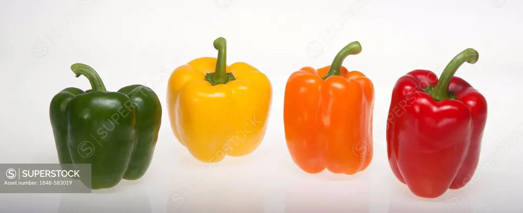 Colorful paprika peppers, green, yellow, orange, red, studio photograph