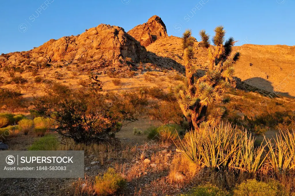 Joshua tree (Yucca brevifolia) in the Beaver Dam Wash National Conservation Area, Mojave Desert, Utah, USA, North America