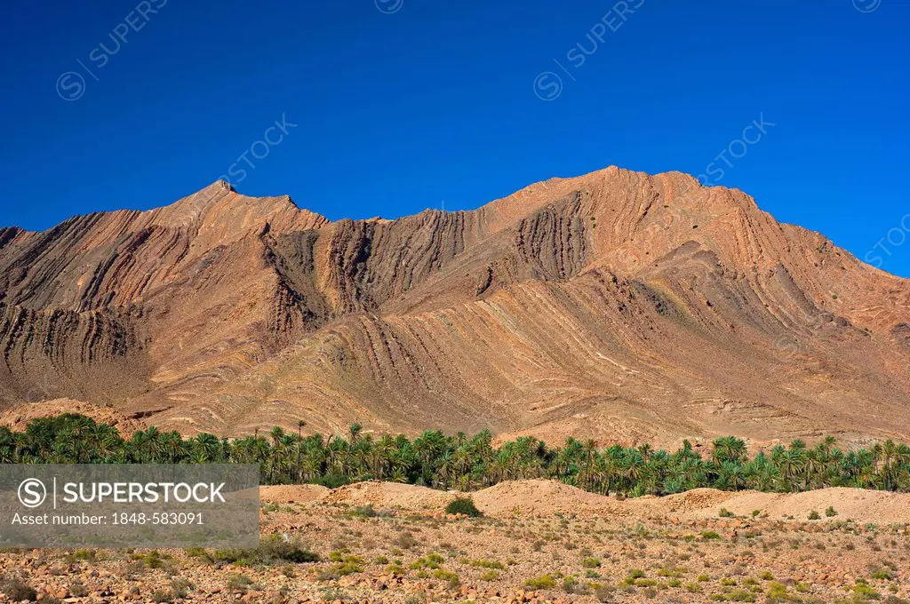 Imposing mountain landscape with eroded hillsides in the Ait Mansour Valley, date palms growing in the dry river bed, Anti-Atlas Mountains, southern M...