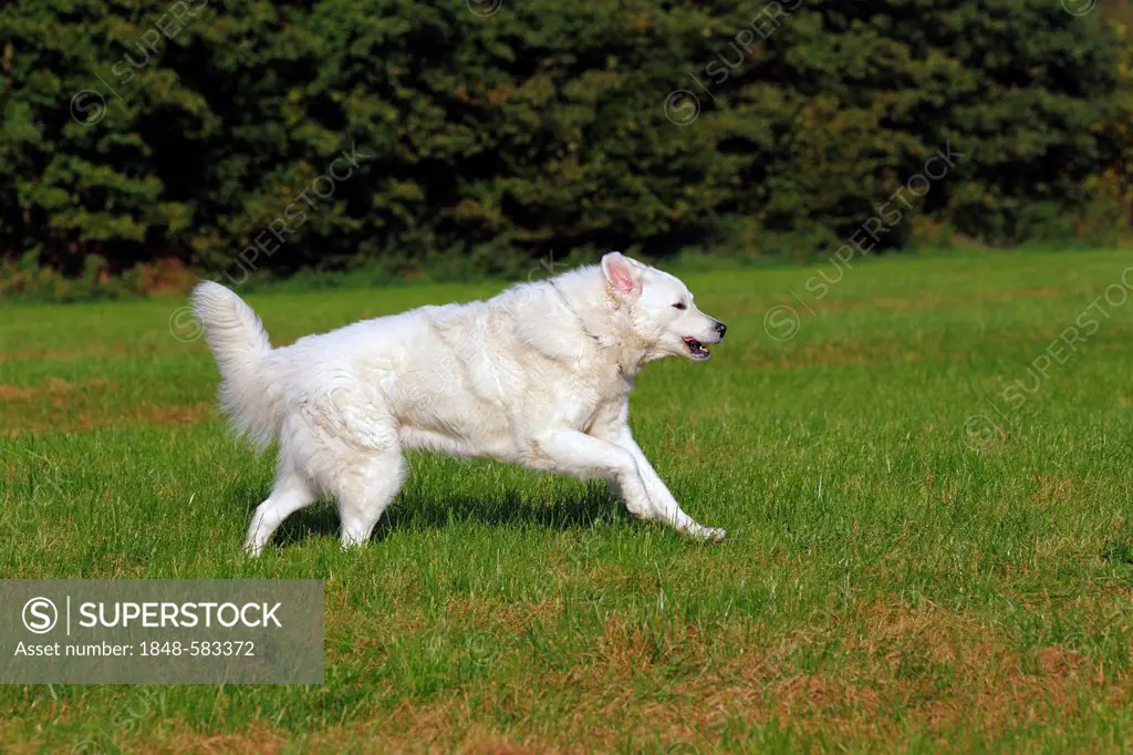 Kuvasz (Canis lupus familiaris), running, male, livestock guardian dog