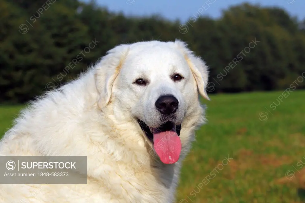 Kuvasz (Canis lupus familiaris), male, portrait, livestock guardian dog
