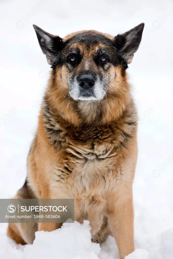 Old German shepherd dog sitting in snow, North Tyrol, Austria, Europe