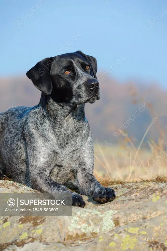 Labrador Retriever - Australian Cattle Dog cross-breed lying on a rock
