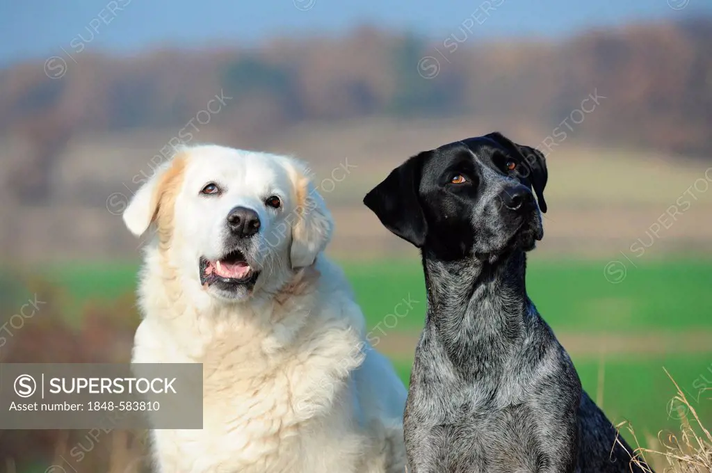Slovensky Cuvac or Slovak Cuvac and a Labrador Retriever - Australian Cattle Dog cross-breed, portrait