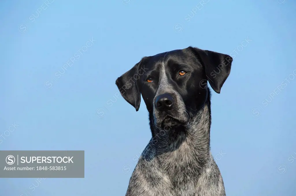 Labrador Retriever - Australian Cattle Dog cross-breed, portrait