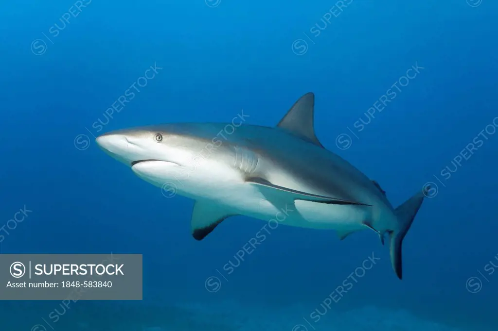 Caribbean reef shark (Carcharhinus perezi), swimming in open water, Republic of Cuba, Caribbean, Central America