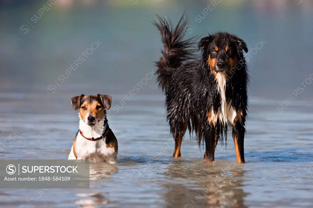 Jack Russell Terrier and Australian Shepherd standing in water, North Tyrol, Austria, Europe