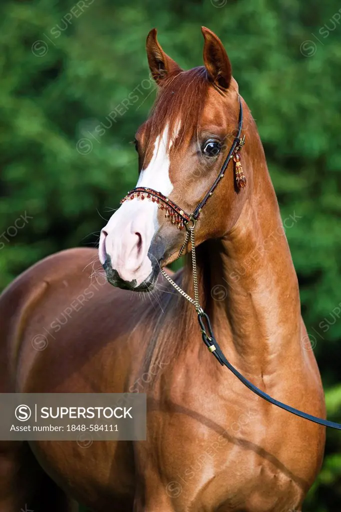 Arabian mare, chestnut coloured with a blaze, wearing a show halter, North Tyrol, Austria, Europe