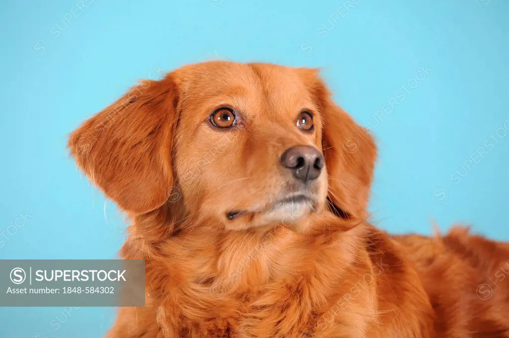 Mixed-breed dog, portrait