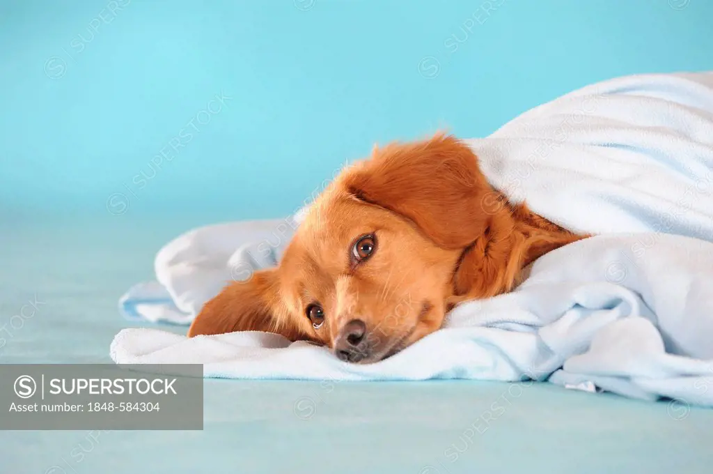 Mixed-breed dog lying under a blanket