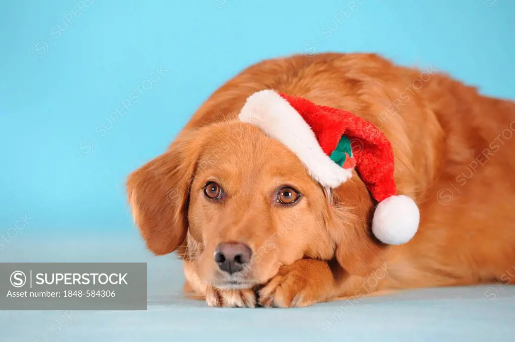 Mixed-breed dog wearing a Christmas hat