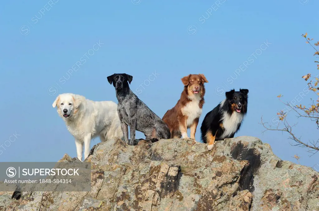 Slovensky Cuvac or Slovak Cuvac, Labrador Retriever - Australian Cattle Dog cross-breed, Shetland Sheepdog or Sheltie and an Australian Shepherd on a ...