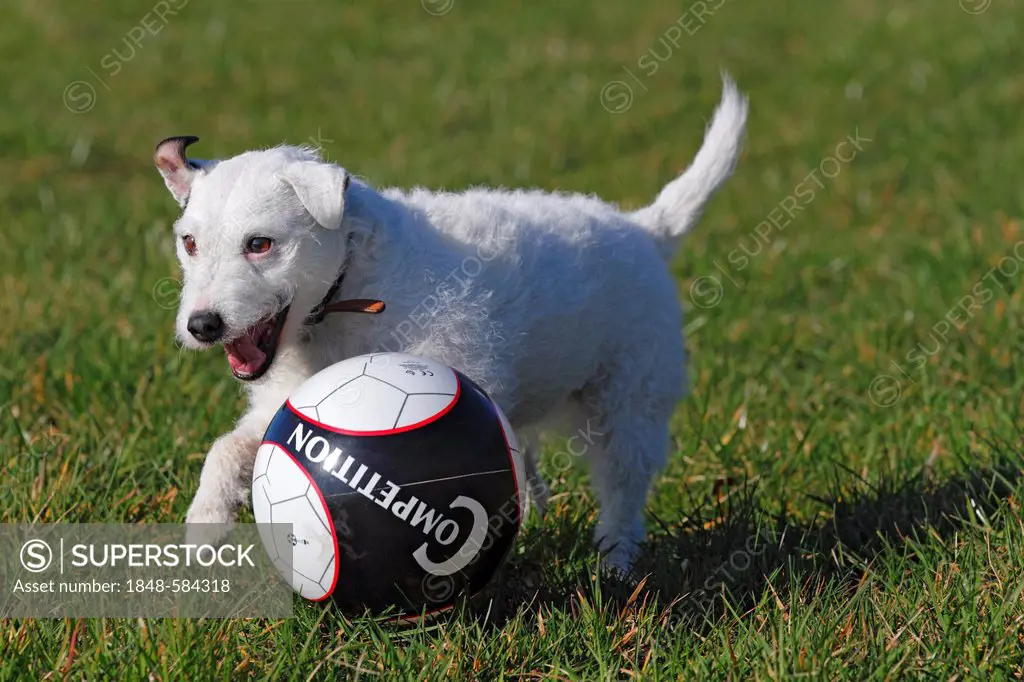 Parson Russell Terrier (Canis lupus familiaris), bitch playing with a ball