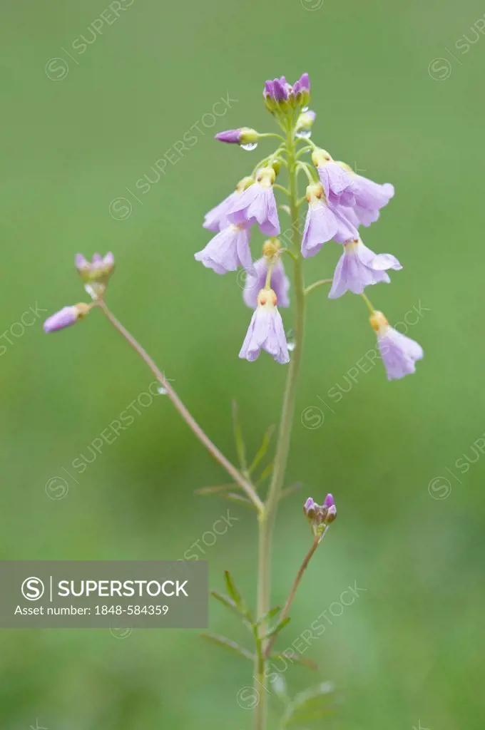 Cuckoo Flower or Lady's Smock (Cardamine pratensis), Holthausen, Emsland, Lower Saxony, Germany, Europe