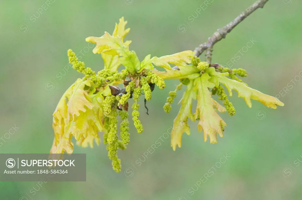 Foliation and flowers of an English oak (Quercus robur), Haren, Emsland, Lower Saxony, Germany, Europe