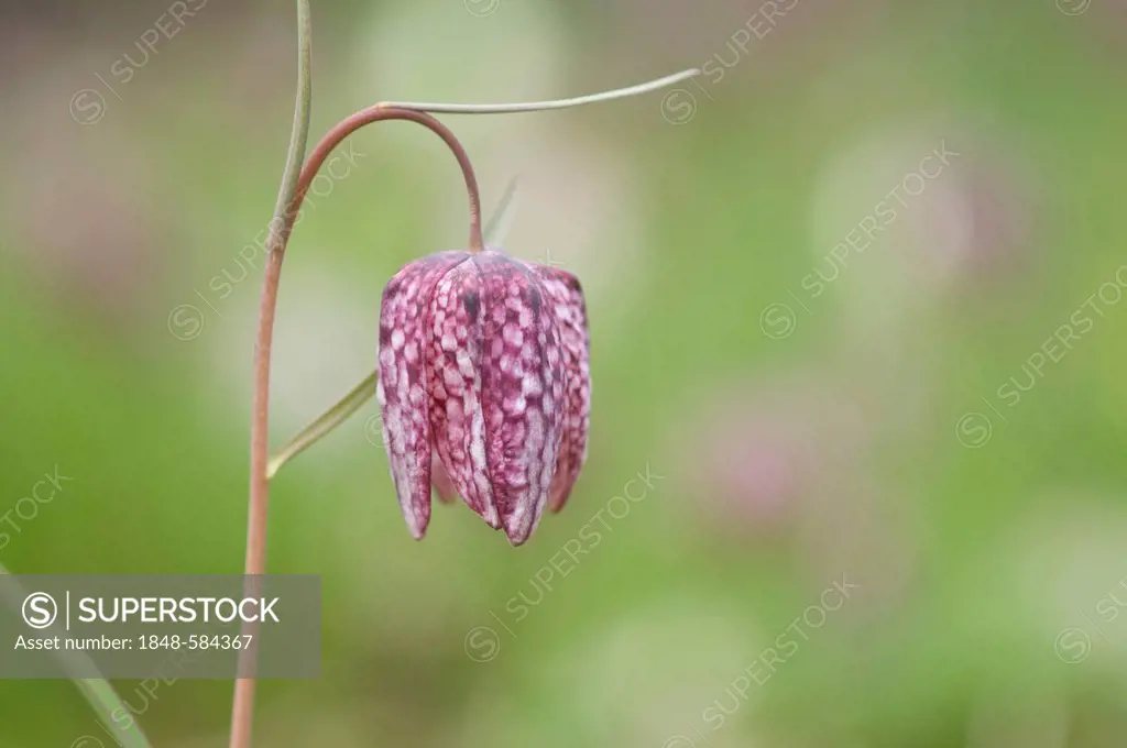 Snake's Head or Checkered Daffodil (Fritillaria meleagris), Haren, Emsland, Lower Saxony, Germany, Europe