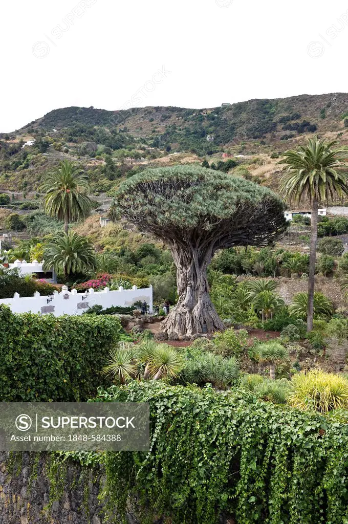 Drago Milenario, with 600 years the world's oldest dragon tree (Dracaena draco), Ico de los Vinos, Tenerife, Canary Islands, Spain, Europe
