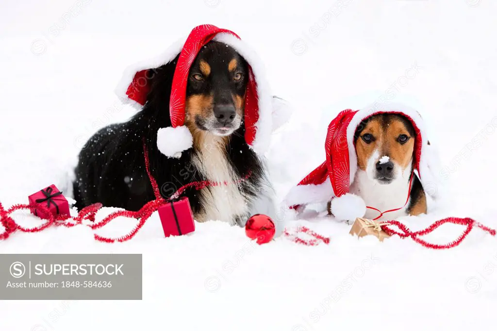 Australian Shepherd and Jack Russell with Santa cap and Christmas decorations lying in the snow, North Tyrol, Austria, Europe