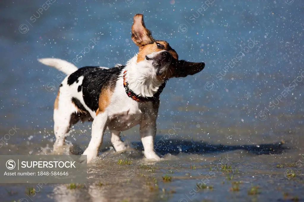 Jack Russell terrier shaking off water, North Tyrol, Austria, Europe