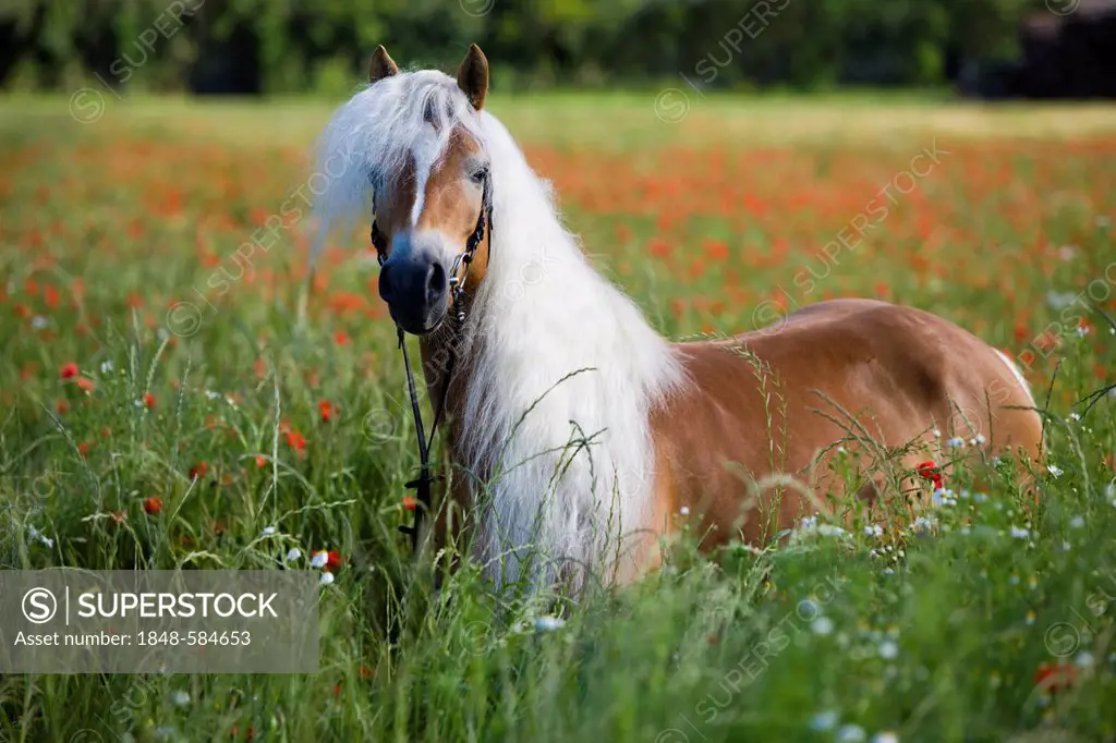 Chestnut Haflinger mare with bridle in poppy field, North Tyrol, Austria, Europe