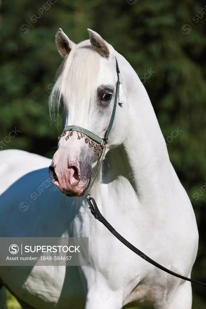 Arabian mare, gray, wearing a show halter, portrait, North Tyrol, Austria, Europe