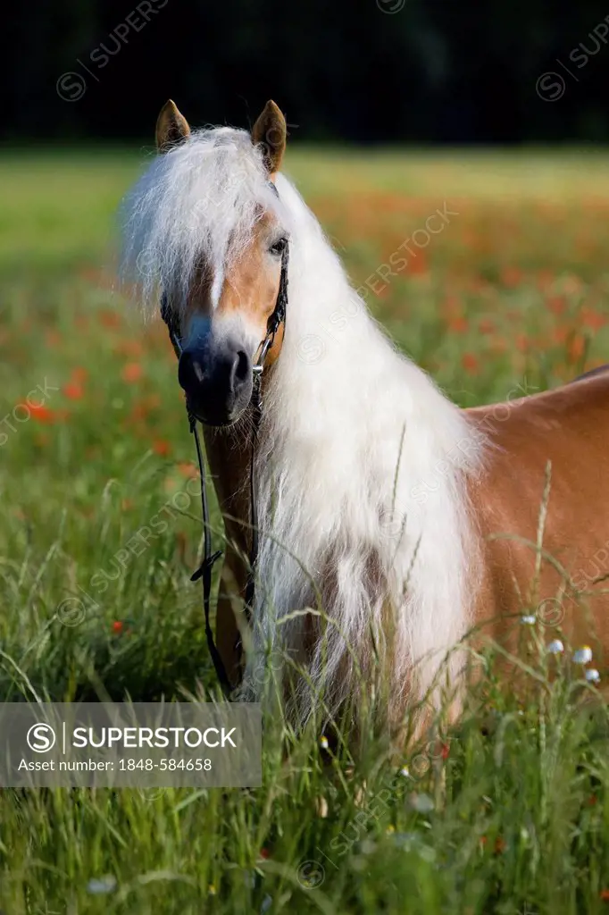 Chestnut Haflinger mare with bridle in poppy field, North Tyrol, Austria, Europe