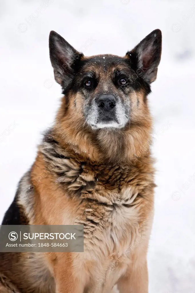 Old German shepherd dog, portrait, North Tyrol, Austria, Europe