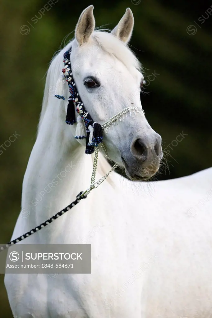 Arabian mare, grey, portrait wearing a show halter, North Tyrol, Austria, Europe