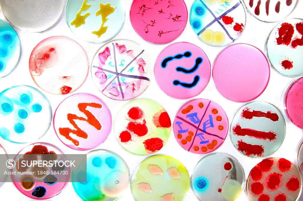 Bacterial cultures, bacteria growing in petri dishes