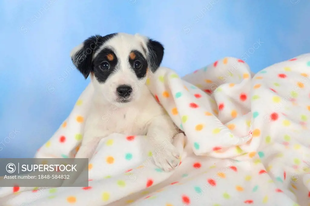 Parson Russell Terrier lying under a blanket