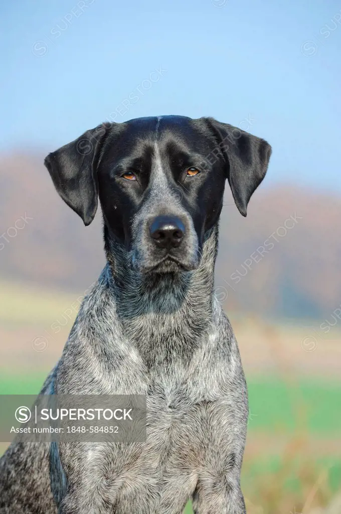 Labrador Retriever - Australian Cattle Dog cross-breed, portrait