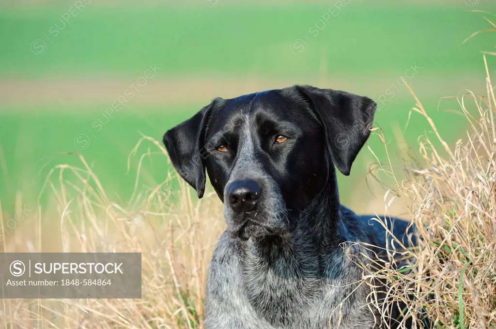Labrador Retriever - Australian Cattle Dog cross-breed, portrait in a meadow