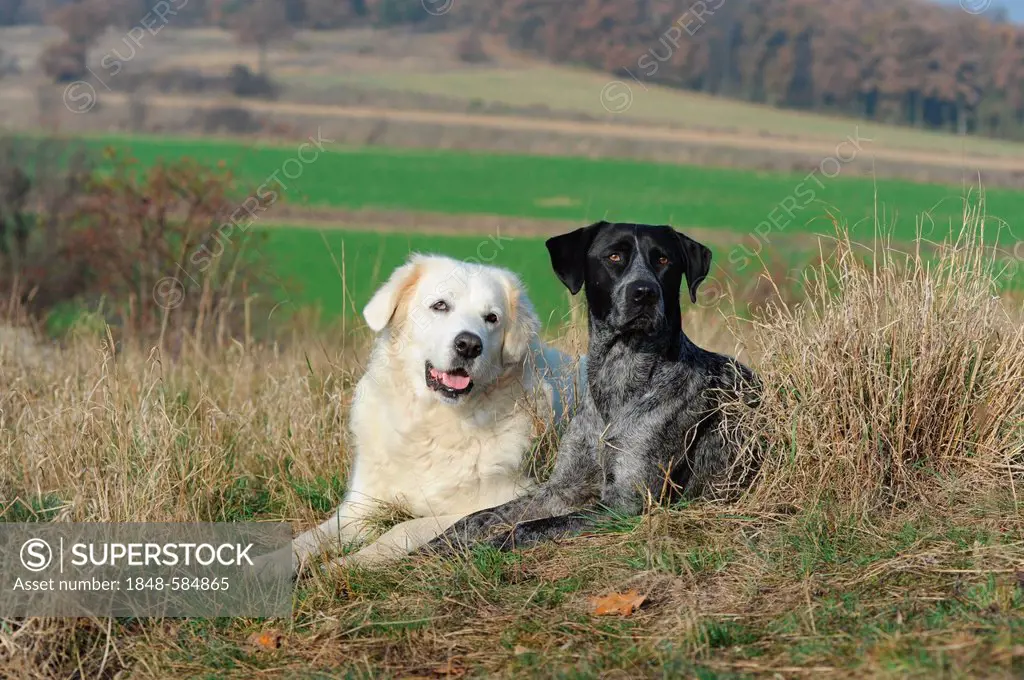 Slovensky Cuvac or Slovak Cuvac and a Labrador Retriever - Australian Cattle Dog cross-breed lying in a meadow