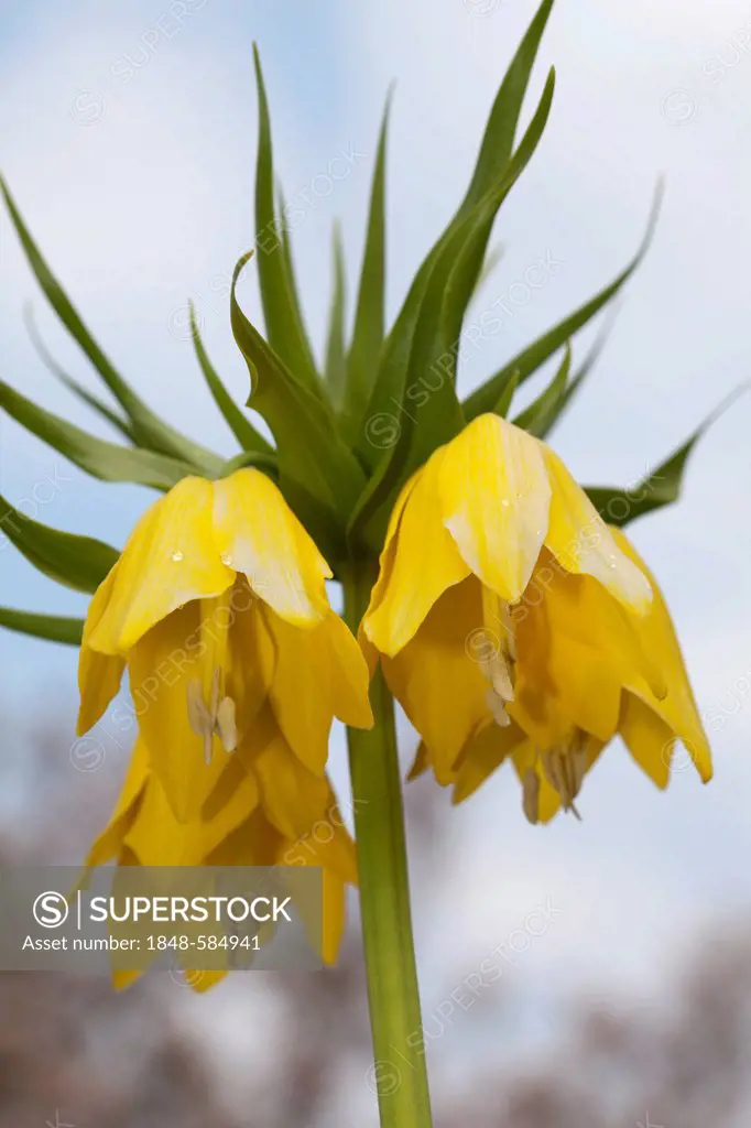 Crown imperial or Kaiser's Crown (Fritillaria imperialis L. lutea maxima), yellow flowers, Botanical Garden, Bochum, North Rhine-Westphalia, Germany, ...