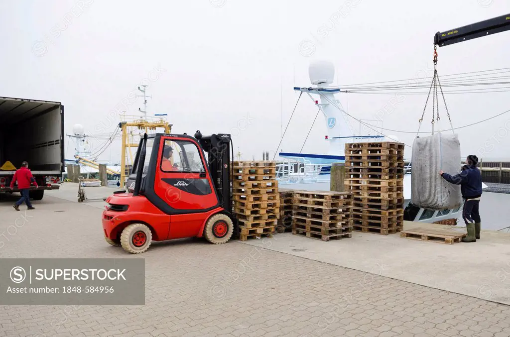 Mussels are loaded onto a truck, mussel fishery on the island of Sylt, Hoernum, Schleswig-Holstein, Germany, Europe