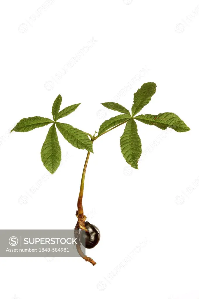 Chestnut shoots, Chestnut (Castanea sp.)